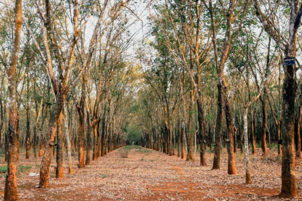 Rubber plantation with rows of seringa trees
