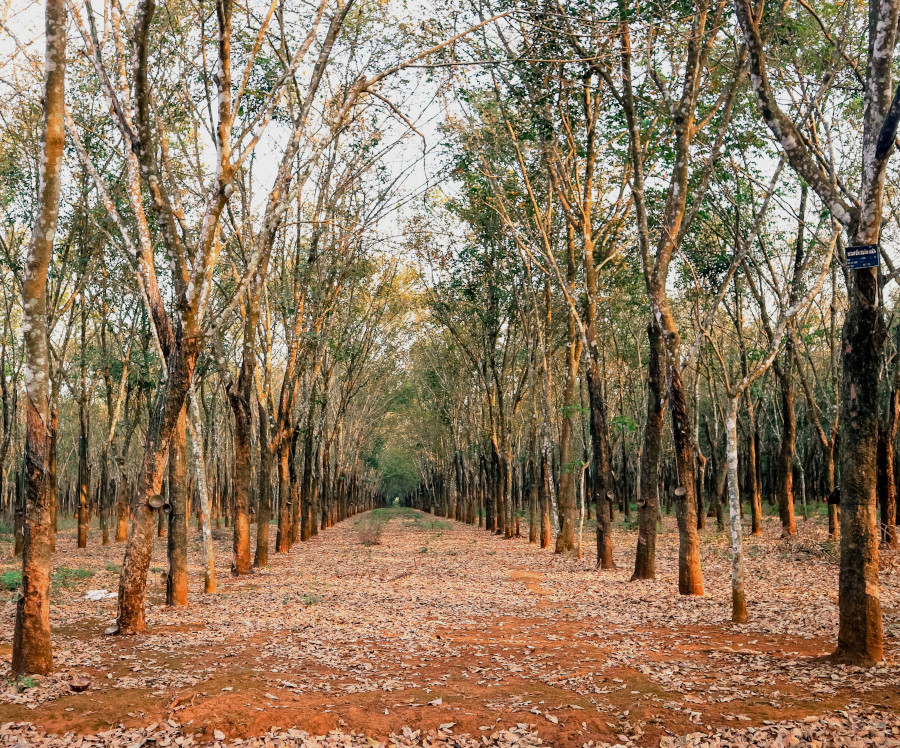 Rubber plantation with rows of seringa trees